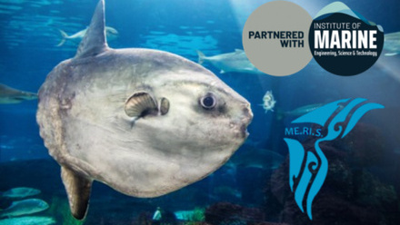 Image for Associazione Me.Ri.S. partners with the IMarEST to advance cetacean protection (5613)