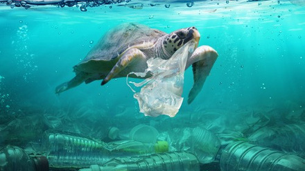 Image for How do we tackle marine-based plastic? (5428)